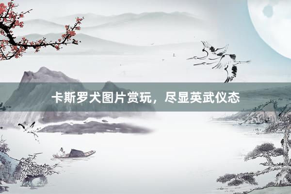 卡斯罗犬图片赏玩，尽显英武仪态