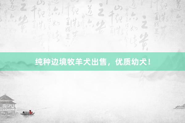 纯种边境牧羊犬出售，优质幼犬！